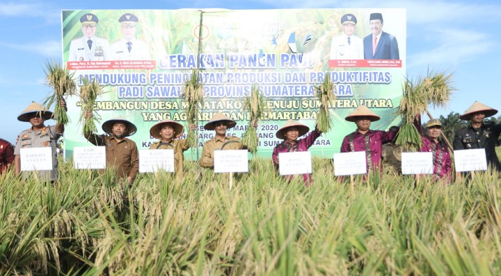 Gubsu dan Bupati Asahan Ikuti Gerakan Panen Padi di Rawang Panca Arga