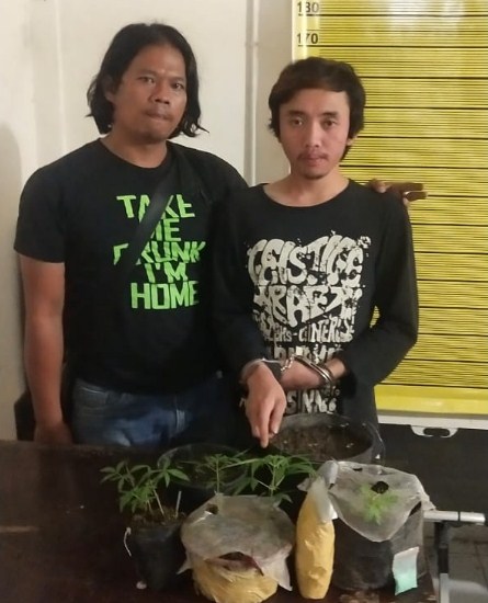  Kepergok Tanam Ganja di Belakang Rumah, Pria 19 Tahun Diboyong Polsekta Berastagi