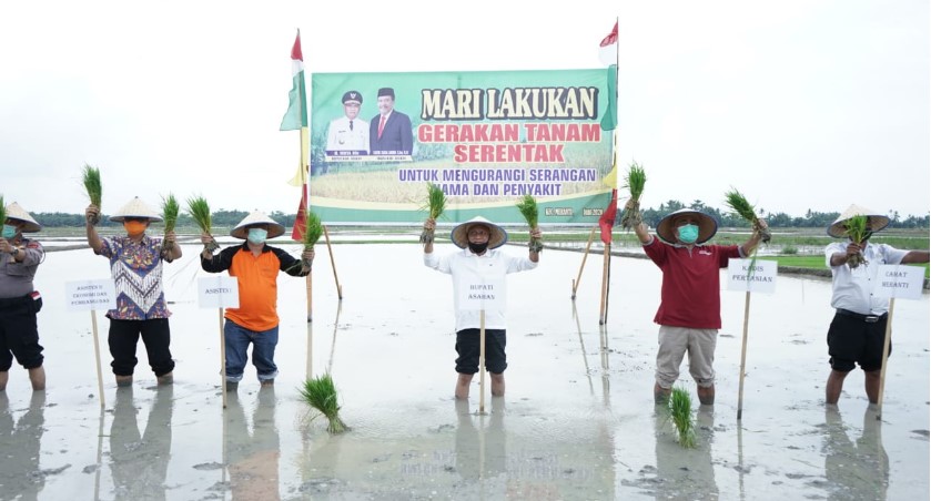  Bupati Asahan Hadiri  Penanaman Padi Sawah Serentak di Desa Serdang Kecamatan Meranti