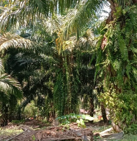  TM Ditumbuhi Gulma Hingga ke Pucuk Buah dan Brondolan Tidak Dikutip di Kebun Bah Birong Ulu