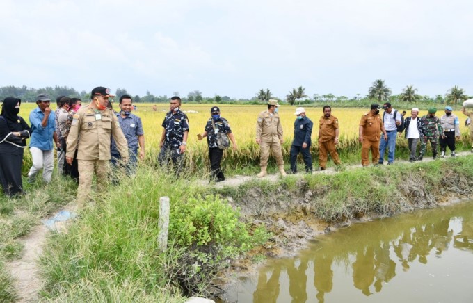  Bupati Sergai Tinjau Panen Perdana Sei Nagalawan