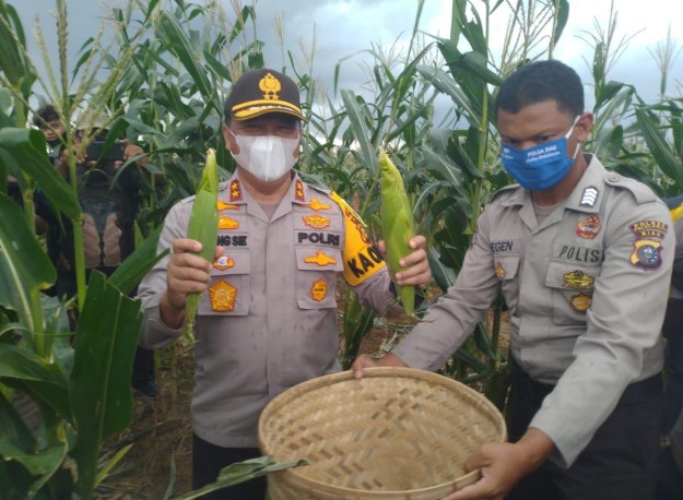  Panen Raya Gerakan Jaga Kampung, Polda Riau Gandeng Persatuan Pedagang Jagung Bakar