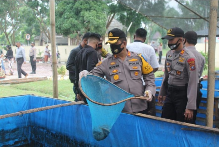 Topang Ketahanan Pangan, Kapolres Batubara Panen Ikan Lele Jumbo