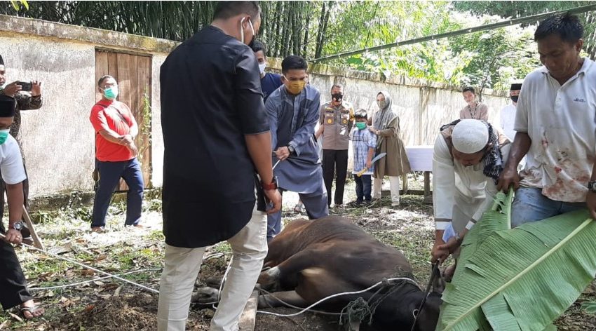  Idul Adha 1441-H, Personel Polres Kampar Qurban 6 Ekor Sapi, 3 Kerbau dan 75 Ekor Kambing