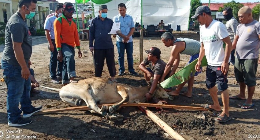 Polres Pelabuhan Belawan Sembelih 5 Ekor Sapi di Hari Raya Idul Adha 1441 H