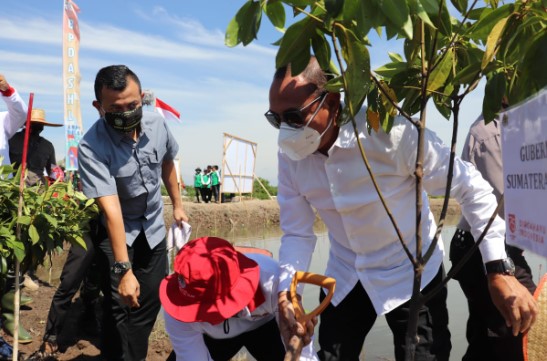  Gubsu Hadiri Penanaman Mangrove Sedunia di Gebang Langkat