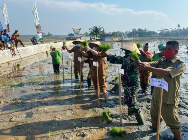  Bupati Batubara Hadiri Pola Tanam Padi Serentak