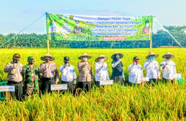 Bupati Bersama Kapolres Batubara Laksanakan Panen Raya Padi