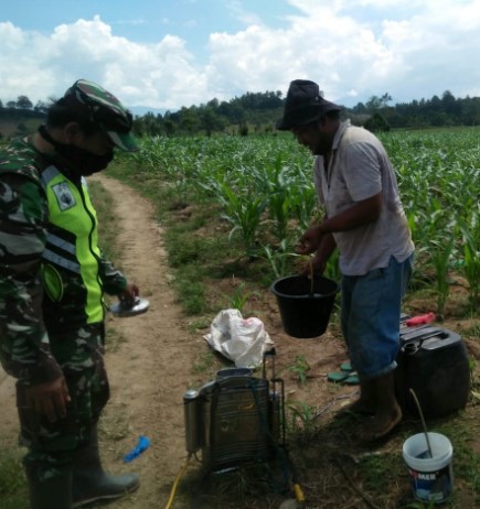  Kodim 0205/Tanah Karo Terjunkan Babinsa, Tingkatkan Ketapang Dimasa Pandemi Covid-19