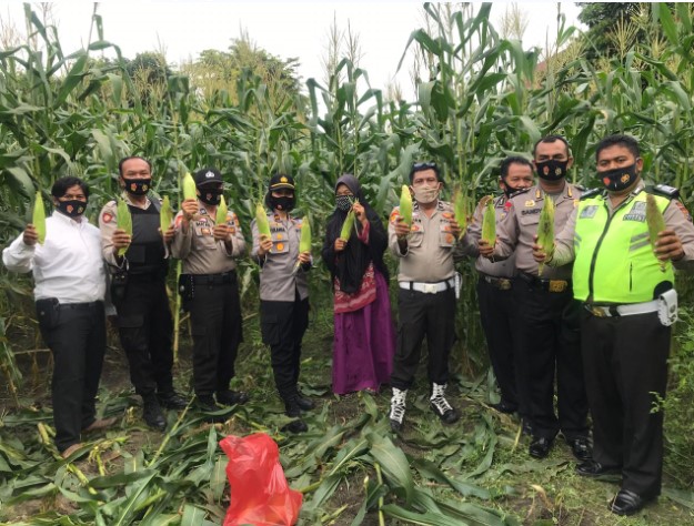  Kapolsek Bangkinang Barat Bersama Camat Kuok Panen Jagung Program Jaga Kampung Ketahanan Pangan