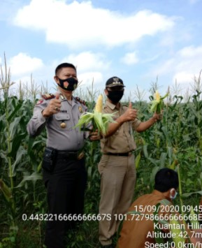  Kapolsek dan Camat Kuantan Hilir Panen Jagung Perdana di Lahan Jaga Kampung