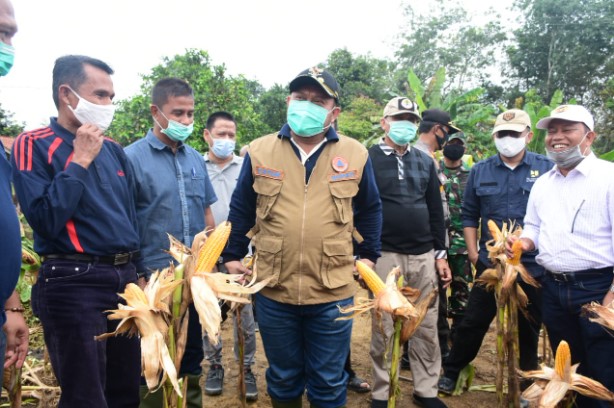  Wujud Nyata Ketahanan Pangan, Bupati Kampar Tanam Benih Jagung