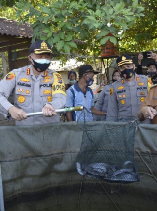  Kapolresta Pekanbaru Panen Jagung dan Ikan Lele