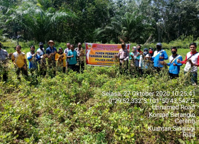  Kapolsek Cerenti Panen Perdana tanaman Kacang Tanah di Desa Kompe Berangin