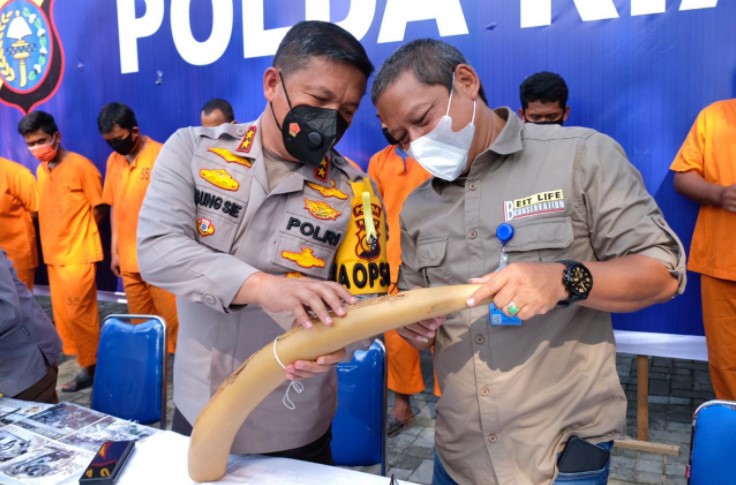  Sindikat Perdagangan Gading Gajah Terbongkar, Polda Riau Amankan 3 Pelaku