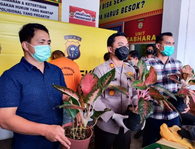  Pelaku dan Penadah Pencurian Bunga Aglonema Diamankan Polsek Payung Sekaki