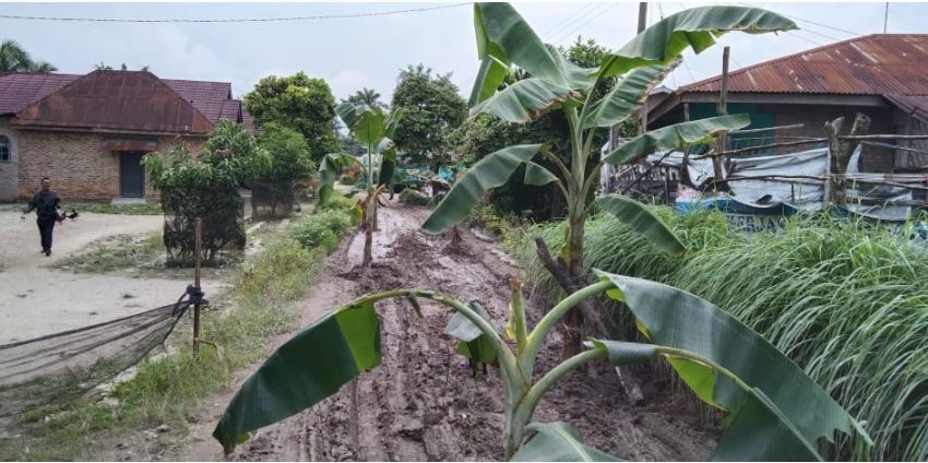  Warga Desa Sukadamai Protes, Tanami Pohon Pisang di Jalan Rusak