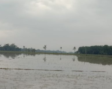  Dihantam Banjir Selama 3 Hari, 30 Hektar Lahan Sawah di Batubara Terancam Puso