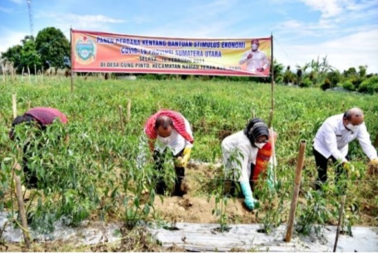  Bupati Karo Ajak Gubsu Panen Kentang Bantuan Stimulus Ekonomi Covid-19