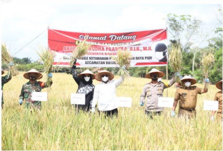 Wali Kota Tanjungbalai Bersama Forkopimda Panen Padi Perdana di Kampung Tangguh Sijambi