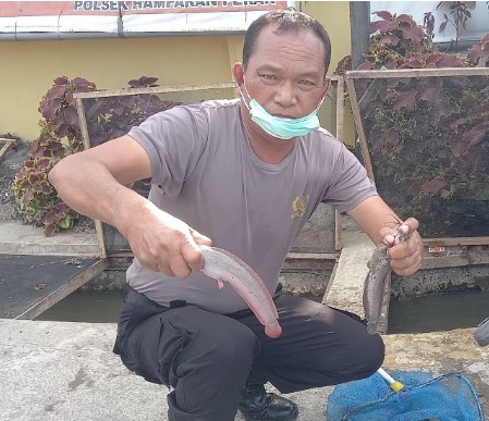  Kapolsek Hamparan Perak Edukasi Parit Menjadi Lahan Budidaya 6000 Ekor Ikan Lele Mutiara