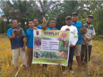  Karang Taruna Mangkai Baru Manfaatkan Lahan Tidur Untuk Budidaya Pisang Barangan