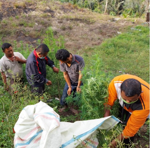  Polres Simalungun Gerebek Ladang Ganja, Seorang Petani Diamankan