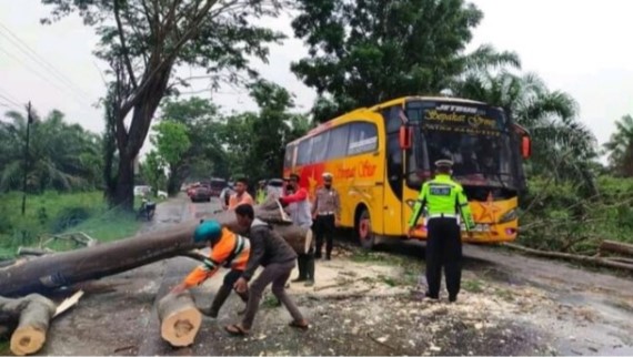 Pohon Trambesi Tumbang, Jalinsum Batubara-Asahan Macet Total