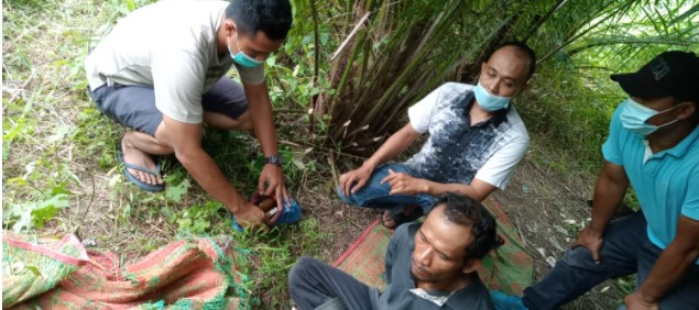  Pemakai Ganja Ditangkap di Areal Perkebunan PTPN IV Adolina