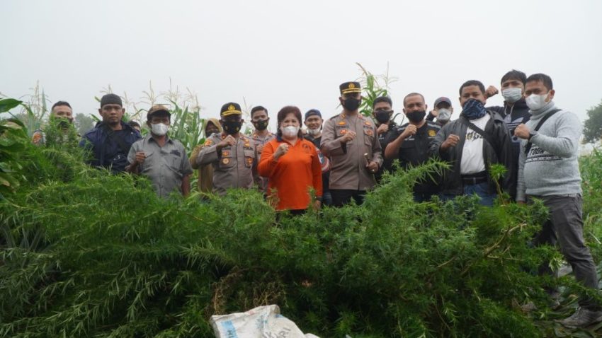  Bupati Karo Bersama Kapolres Temukan 19 Batang Daun Ganja Siap Saji di Perladangan Kenjahe