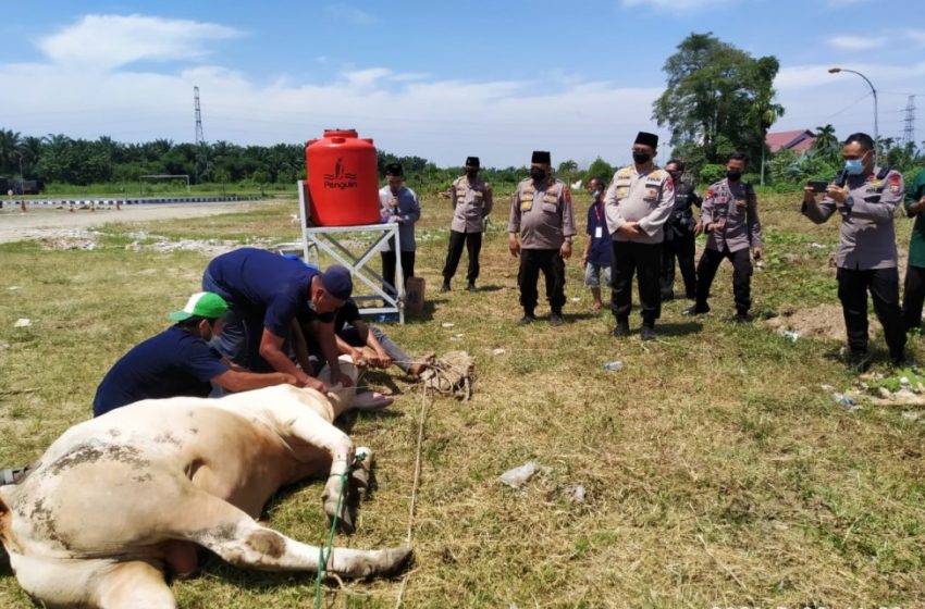  Polda Sumut Sembelih dan Sumbangkan 43 Ekor Sapi