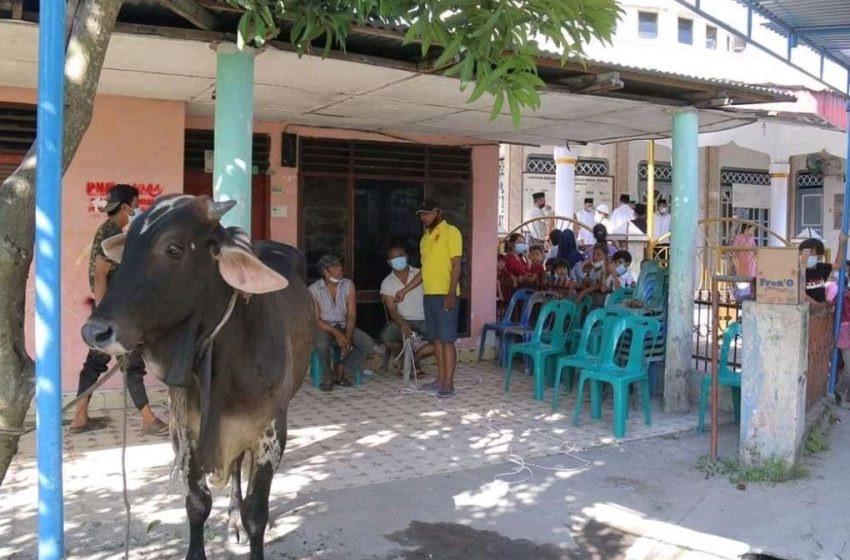  Idul Adha 1442 H, Pemkab Sergai Bagikan 89 Ekor Lembu dan 2 Ekor Domba Kurban ke Seluruh Kecamatan