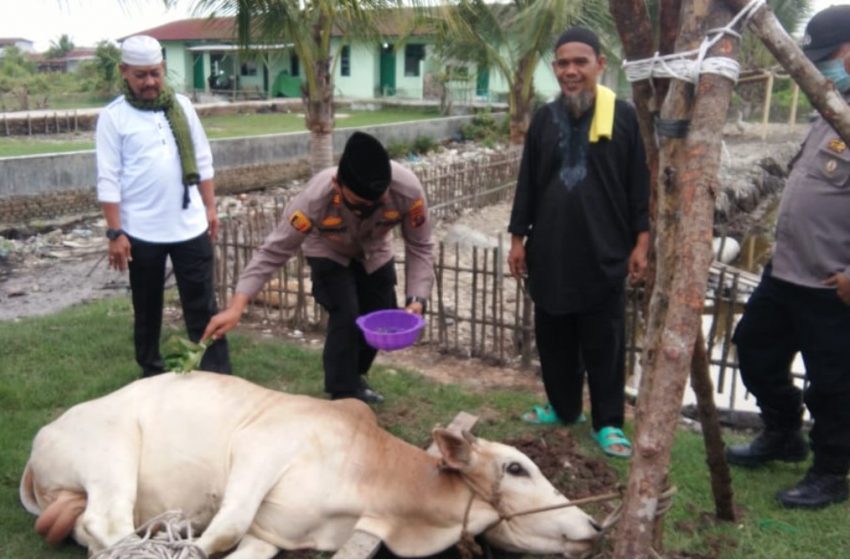  Kapolsek Kualuh Hilir Sumbang 1 Ekor Lembu di Hari Raya Idul Adha 1442 H