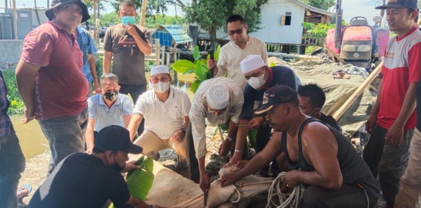  Momen Idul Adha, Kadin Batubara Sembelih 3 Ekor Hewan Qurban