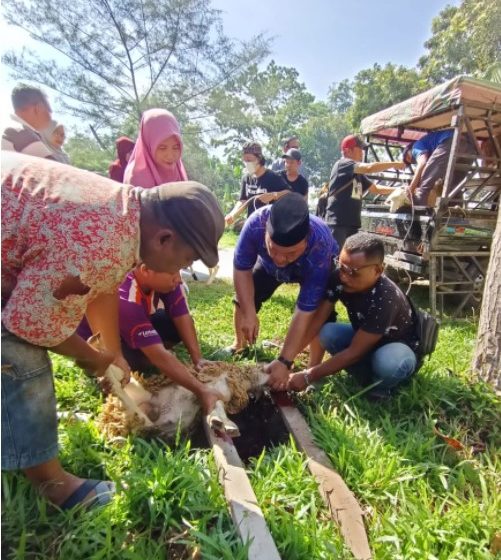  Kakanwil Kemenag Sumut Qurban 1 Ekor Lembu Untuk PD Tarbiyah Perti