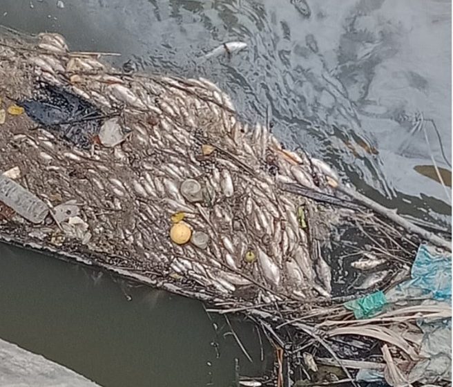  Ratusan Ikan Mabuk dan Hanyut Hebohkan Warga Rantau Selatan