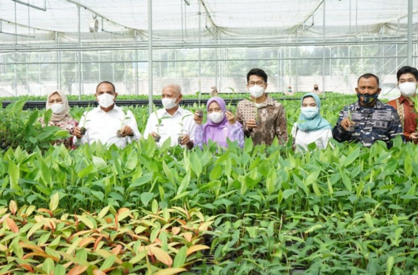  Gubsu Kunjungi PT Hijau Surya Biotechindo Pengembangbiakan Bibit Pisang Barangan dan Kepok