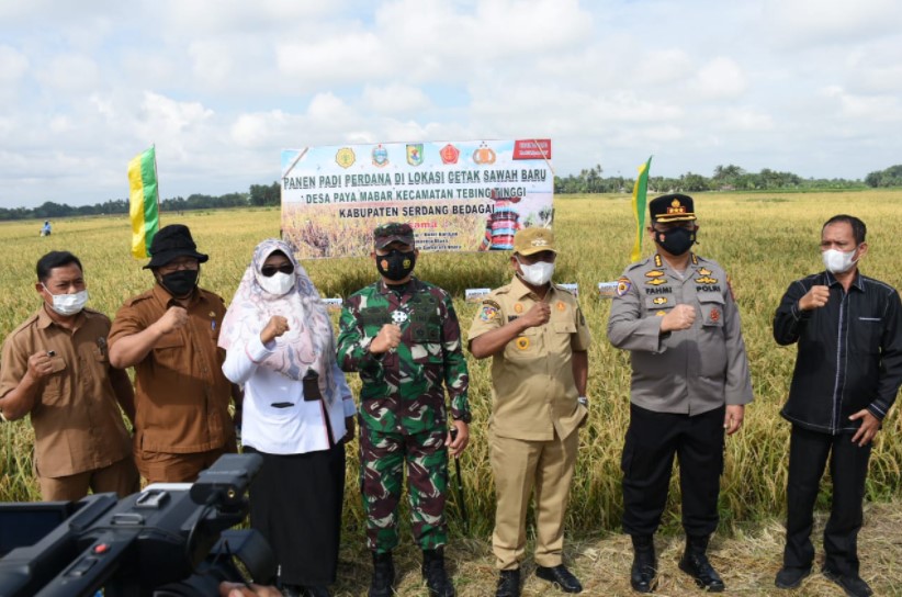  Sergai Gelar Panen Perdana Program Cetak Sawah Baru