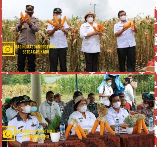  Bupati Karo Gelar Panen Raya Jagung Nusantara Serentak se-Indonesia