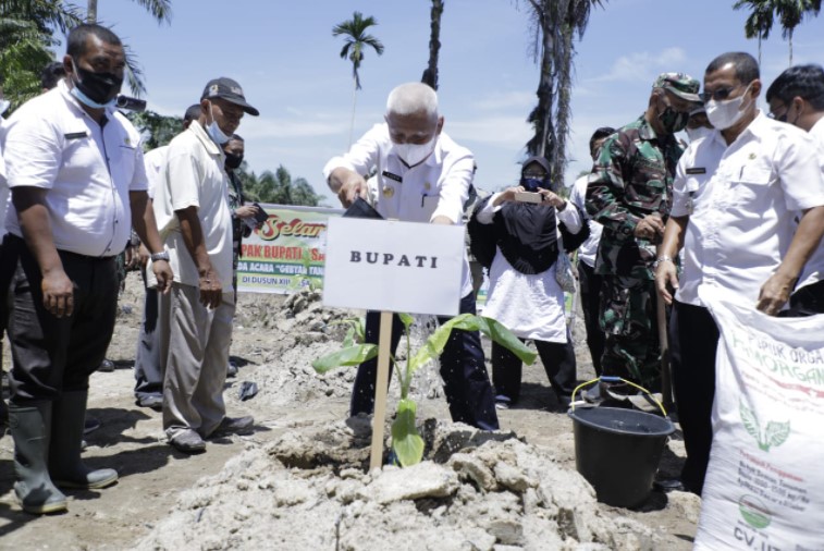  Bupati dan Wakil Bupati Asahan Laksanakan Gebyar Tanam Pisang