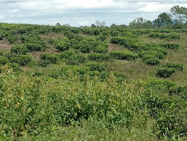  Tanaman Teh PTPN IV Kebun Unit Bah Butong Kurang Terawat