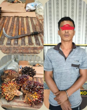  Curi Sawit Kebun PT Ivomas, Buruh Dilaporkan ke Polres Rohil