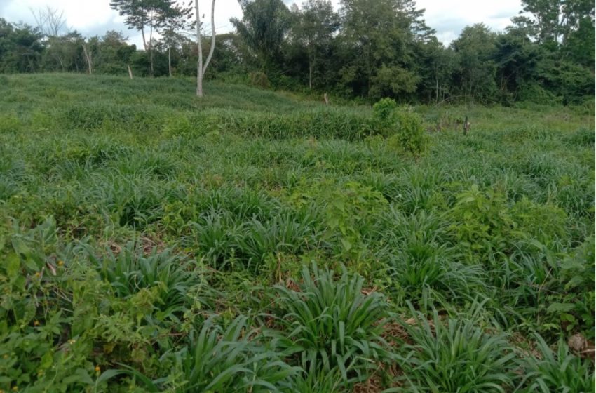 Sebagian Lahan HGU PTPN IV Kebun Teh Beralih Fungsi Untuk Tanaman Indigofera