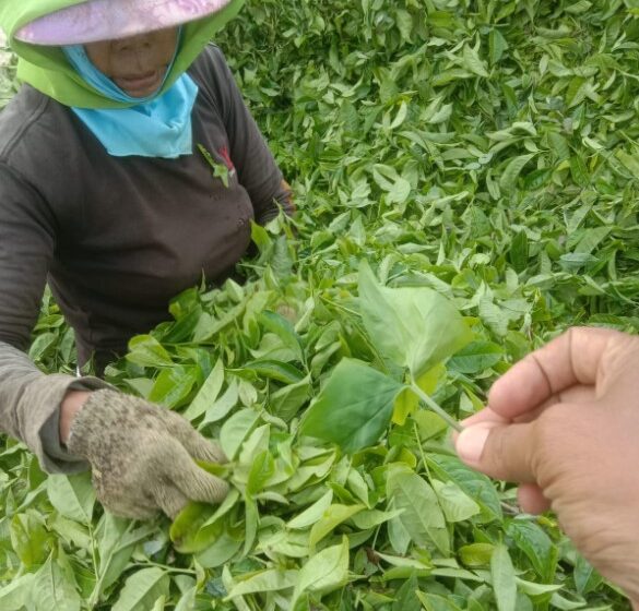  Panen Daun Teh Basah PTPN IV Bercampur Gulma, Pemeliharaan dan Tenaga Kerja Disinyalir Tidak Sesuai SOP