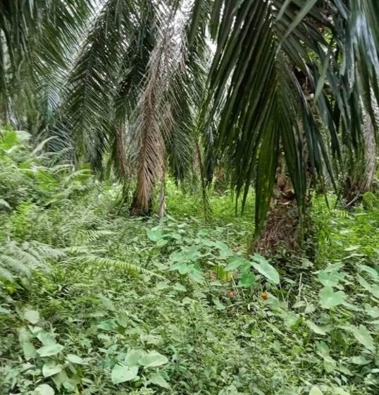  Tanaman Sawit PTPN III Kebun Huta Padang Tidak Terawat, Dana Pemeliharaan Diduga Diselewengkan