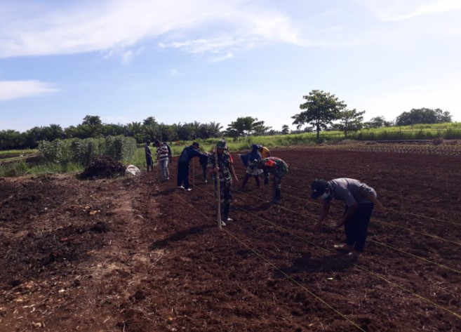  Koramil 1311-02 Bungku Selatan Giat Tanam Perdana Jagung Tingkatkan Ketahanan Pangan