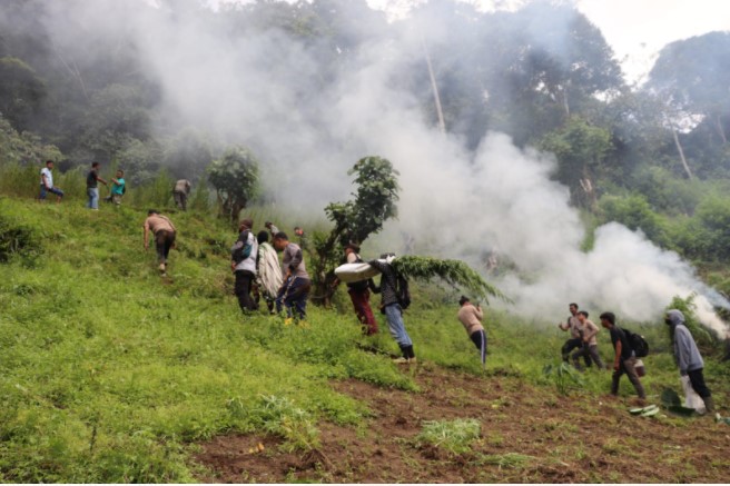  Polda Sumut Musnahkan Dua Hektar Ladang Ganja di Pegunungan Tor Mangompang