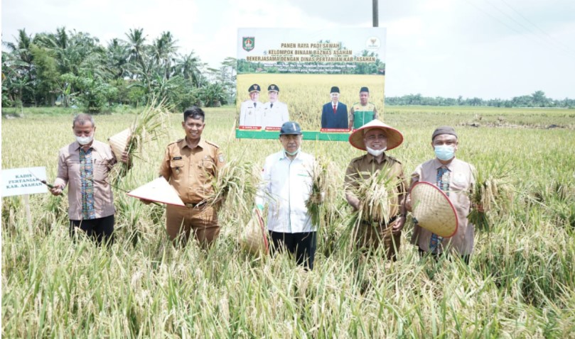  Staf Ahli Bupati Hadiri Panen Raya Padi Petani Binaan Baznas Kabupaten Asahan