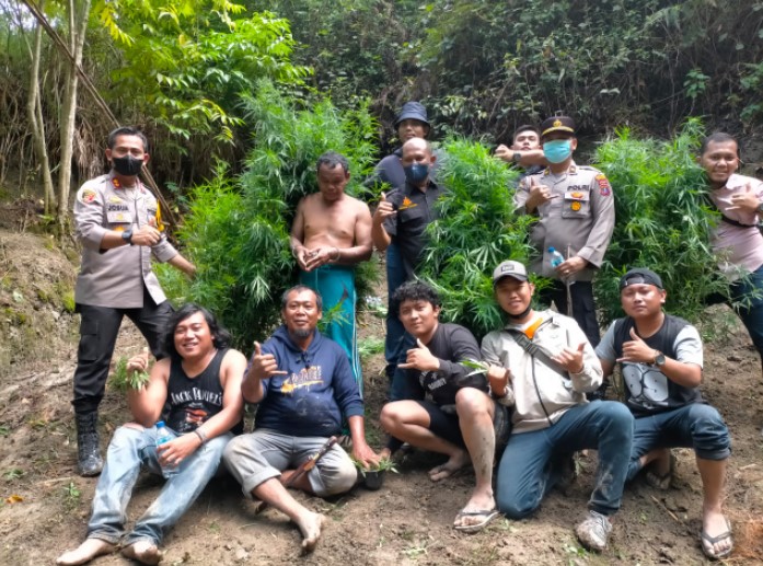  Polres Samosir Temukan Ladang Ganja Seluas Setengah Hektar di Simanindo 