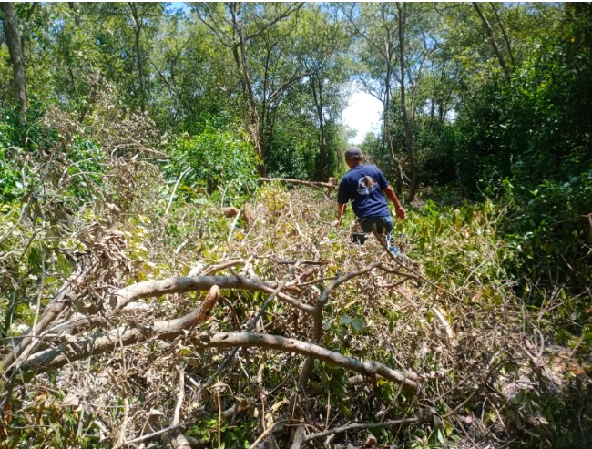  HAMPPI Laporkan Dugaan Perambah Hutan Mangrove ke Polres Sergai